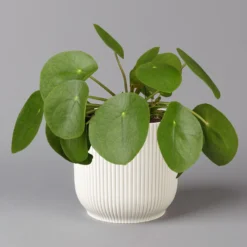 Pilea Peperomioides In Übertopf Vibes Weiß, Topf-Ø 12 Cm, H: Ca. 20 Cm