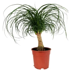 Elefantenfuß, Stamm, Topf-Ø 17 Cm, Höhe Ca. 30-50 Cm