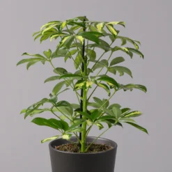 Strahlenaralie 'Gerda' In Keramiktopf Anthrazit, Topf 13cmØ, Höhe 55cm, 3er-Set -Fiskar Garten Geschaft 0220550541 Schefflera Gerda im Topf Dallas anthr 2