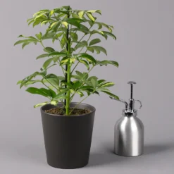 Strahlenaralie 'Gerda' In Keramiktopf Anthrazit, Topf 13cmØ, Höhe 55cm, 3er-Set -Fiskar Garten Geschaft 0220550541 Schefflera Gerda im Topf Dallas anthr 3