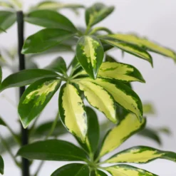 Strahlenaralie 'Gerda' In Keramiktopf Anthrazit, Topf 13cmØ, Höhe 55cm, 3er-Set -Fiskar Garten Geschaft 0220550541 Schefflera Gerda im Topf Dallas anthr 4