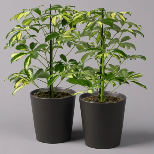 Strahlenaralie 'Gerda' In Keramiktopf Anthrazit, Topf-Ø 13cm, Höhe 55cm, 2er-Set 3 Strahlenaralie 'Gerda' In Keramiktopf Anthrazit, Topf-Ø 13cm, Höhe 55cm, 2er-Set -Fiskar Garten Geschaft 0220550545 Schefflera Gerda im Topf Dallas anthr 2er Set2