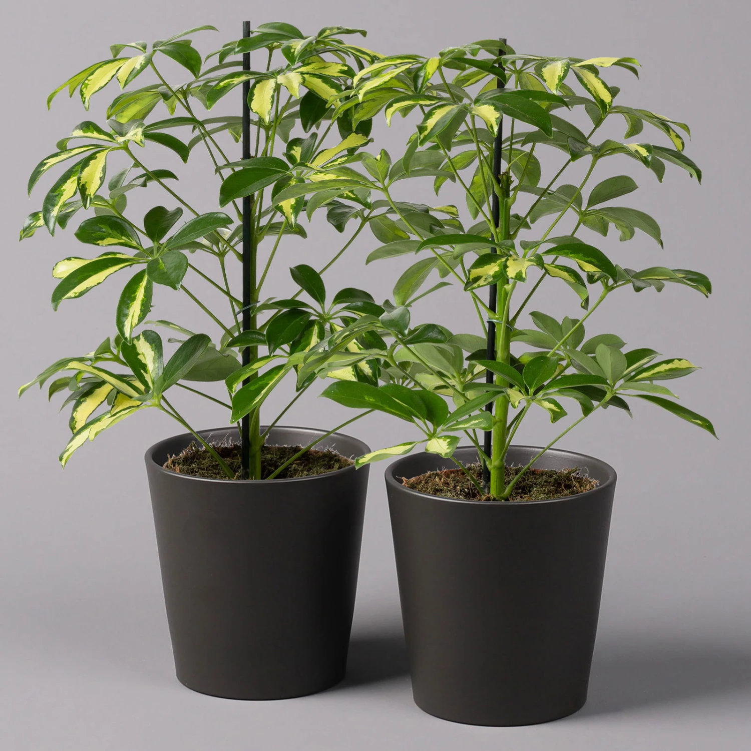 Strahlenaralie 'Gerda' In Keramiktopf Anthrazit, Topf-Ø 13cm, Höhe 55cm, 2er-Set 1 Strahlenaralie 'Gerda' In Keramiktopf Anthrazit, Topf-Ø 13cm, Höhe 55cm, 2er-Set