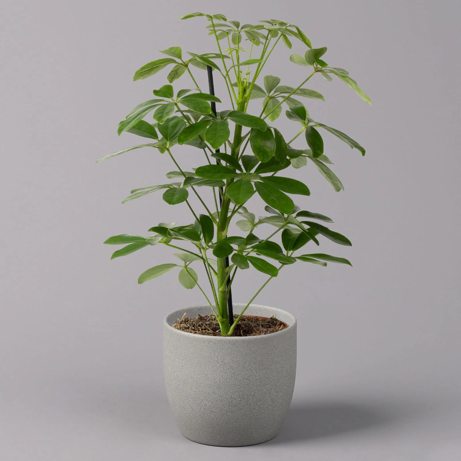 Strahlenaralie 'Nora', Topf 13 Cm Ø, Höhe Ca. 55 Cm, 3er-Set, 2 Strahlenaralie 'Nora', Topf 13 Cm Ø, Höhe Ca. 55 Cm, 3er-Set, – Bild 2