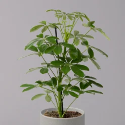 Strahlenaralie 'Nora', Topf 13 Cm Ø, Höhe Ca. 55 Cm, 3er-Set, 9 Strahlenaralie 'Nora', Topf 13 Cm Ø, Höhe Ca. 55 Cm, 3er-Set, -Fiskar Garten Geschaft 0220550556 Schefflera ar Nora 3er Set 13cm WS 22