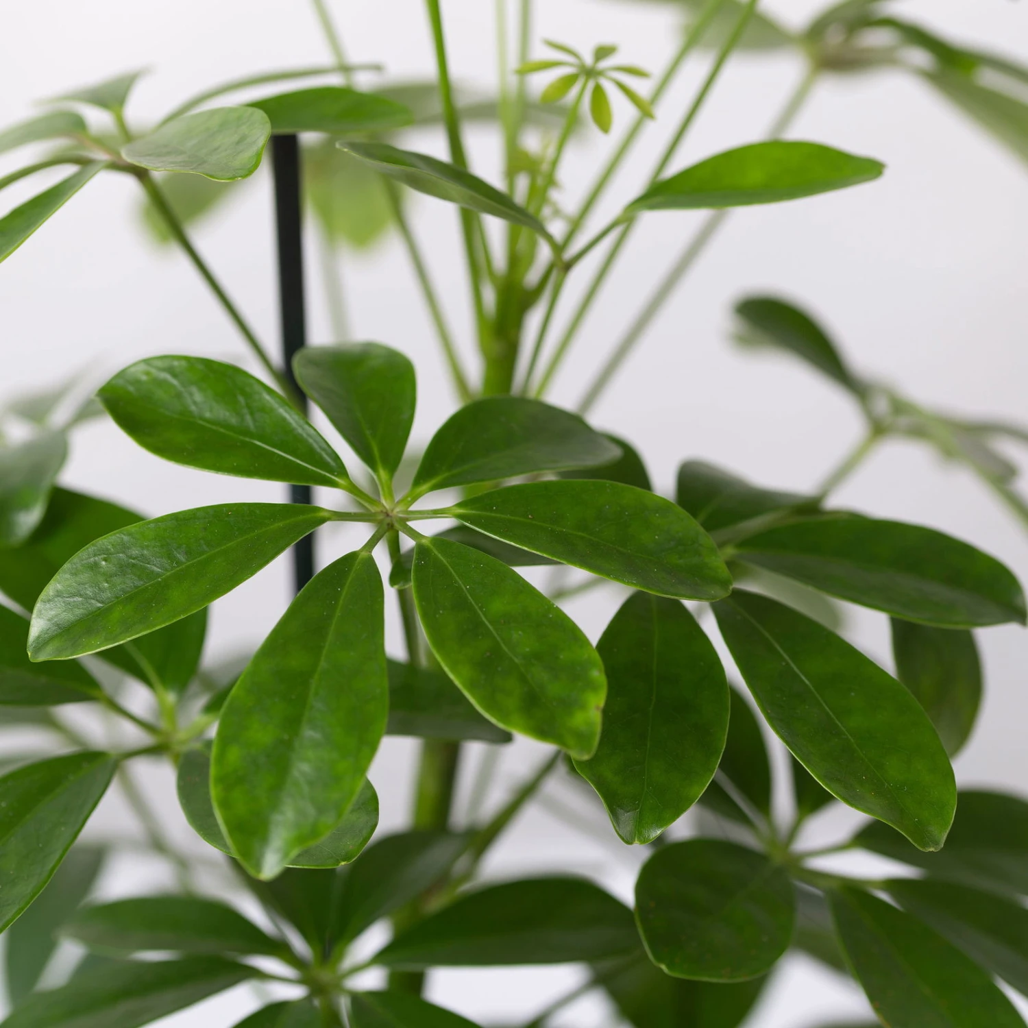 Strahlenaralie 'Nora', Topf 13 Cm Ø, Höhe Ca. 55 Cm, 3er-Set, 5 Strahlenaralie 'Nora', Topf 13 Cm Ø, Höhe Ca. 55 Cm, 3er-Set, – Bild 5