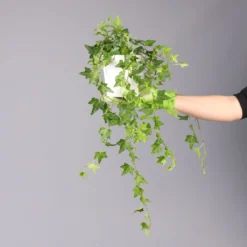 Hedera Helix In Keramiktopf Dallas Weiß, Topf-Ø 12/13 Cm -Fiskar Garten Geschaft 0220650241 Hedera gruen Elja in Topf Dallas weiss 4