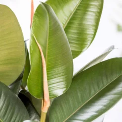 Gummibaum 'Robusta', Topf-Ø 27 Cm, Höhe Ca. 90 Cm -Fiskar Garten Geschaft 0220750774 Ficus elastica Robusta1