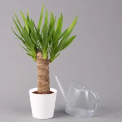 Palmlilie Mit Keramiktopf Dallas Weiß, Höhe Ca. 40-45cm, Topf-Ø 11/12cm, 3er-Set -Fiskar Garten Geschaft 0220850245 Yucca elephantipes Topf Dallas weiss 3