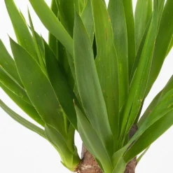 Palmlilie Mit Keramiktopf Dallas Weiß, Höhe Ca. 40-45cm, Topf-Ø 11/12cm, 3er-Set -Fiskar Garten Geschaft 0220850245 Yucca elephantipes Topf Dallas weiss 4