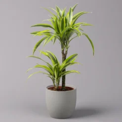 Ausgewählte Produkte 23 Duftender Drachenbaum 'Lemon Lime', Topf-Ø 17 Cm, 2er Tuff, Höhe Ca. 65 Cm