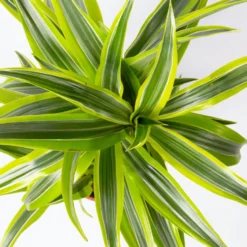 Duftender Drachenbaum 'Lemon Lime', Topf-Ø 17 Cm, 2er Tuff, Höhe Ca. 65 Cm -Fiskar Garten Geschaft 0221100047 Dracaena d Lemon Lime 17cm 2