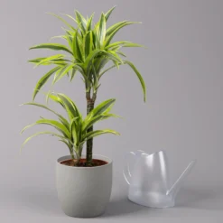 Duftender Drachenbaum 'Lemon Lime', Topf-Ø 17 Cm, 2er Tuff, Höhe Ca. 65 Cm -Fiskar Garten Geschaft 0221100047 Dracaena d Lemon Lime 17cm 3