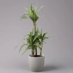 Duftender Drachenbaum 'Warneckii', Topf-Ø 21 Cm, Höhe Ca. 115 Cm