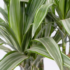 Duftender Drachenbaum 'Warneckii', Topf-Ø 21 Cm, Höhe Ca. 115 Cm 9 Duftender Drachenbaum 'Warneckii', Topf-Ø 21 Cm, Höhe Ca. 115 Cm -Fiskar Garten Geschaft 0221300002 Dracaena d Warneckii 21cm 2