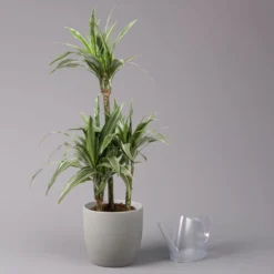 Duftender Drachenbaum 'Warneckii', Topf-Ø 21 Cm, Höhe Ca. 115 Cm 8 Duftender Drachenbaum 'Warneckii', Topf-Ø 21 Cm, Höhe Ca. 115 Cm -Fiskar Garten Geschaft 0221300002 Dracaena d Warneckii 21cm 3