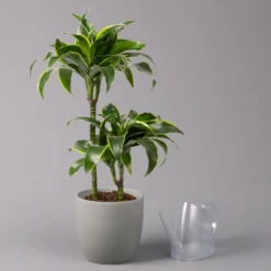 Duftender Drachenbaum 'Dorado', Topf-Ø 19 Cm -Fiskar Garten Geschaft 0221300023 Dracaena frag Dorado 2er Tuff 19cm 3