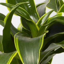 Duftender Drachenbaum 'Dorado', Topf-Ø 19 Cm -Fiskar Garten Geschaft 0221300023 Dracaena frag Dorado 2er Tuff 19cm 4