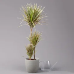 Gerandeter Drachenbaum 'Bicolor', Topf-Ø 21 Cm, Höhe Ca. 110 Cm -Fiskar Garten Geschaft 0221300042 Dracaena marginata Bicolor Tuff 21cm 3