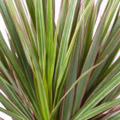 Gerandeter Drachenbaum 'Bicolor', Topf-Ø 21 Cm, Höhe Ca. 110 Cm -Fiskar Garten Geschaft 0221300042 Dracaena marginata Bicolor Tuff 21cm 4