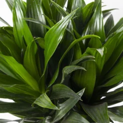 Duftender Drachenbaum 'Compacta', Topf-Ø 24 Cm, Höhe Ca. 120 Cm 9 Duftender Drachenbaum 'Compacta', Topf-Ø 24 Cm, Höhe Ca. 120 Cm -Fiskar Garten Geschaft 0221400002 Dracaena fr Compacta Tuff 24cm 4