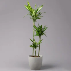 Duftender Drachenbaum 'Cintho', Topf-Ø 24 Cm, Höhe Ca. 150 Cm