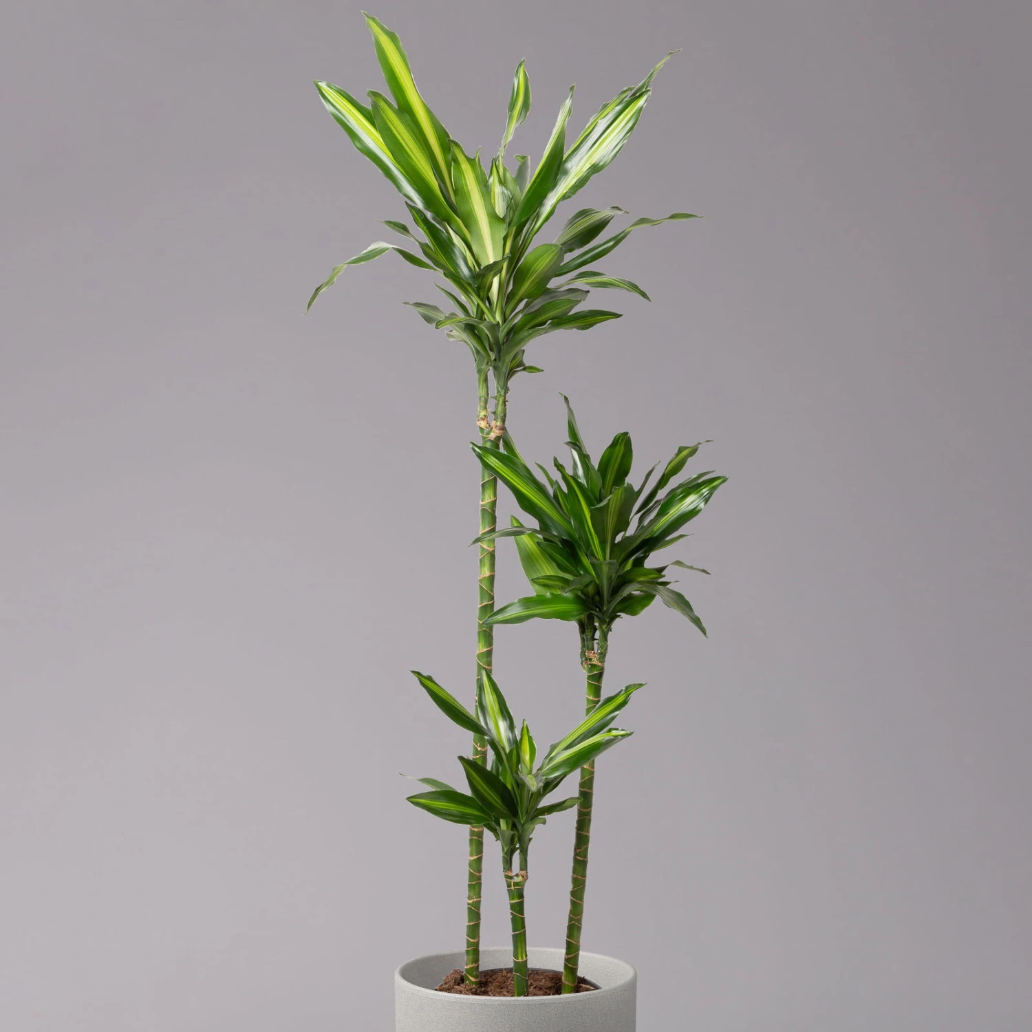 Duftender Drachenbaum 'Cintho', Topf-Ø 24 Cm, Höhe Ca. 150 Cm 2 Duftender Drachenbaum 'Cintho', Topf-Ø 24 Cm, Höhe Ca. 150 Cm – Bild 2