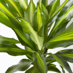 Duftender Drachenbaum 'Cintho', Topf-Ø 24 Cm, Höhe Ca. 150 Cm 9 Duftender Drachenbaum 'Cintho', Topf-Ø 24 Cm, Höhe Ca. 150 Cm -Fiskar Garten Geschaft 0221400008 Dracaena frag Cintho 24cm 4