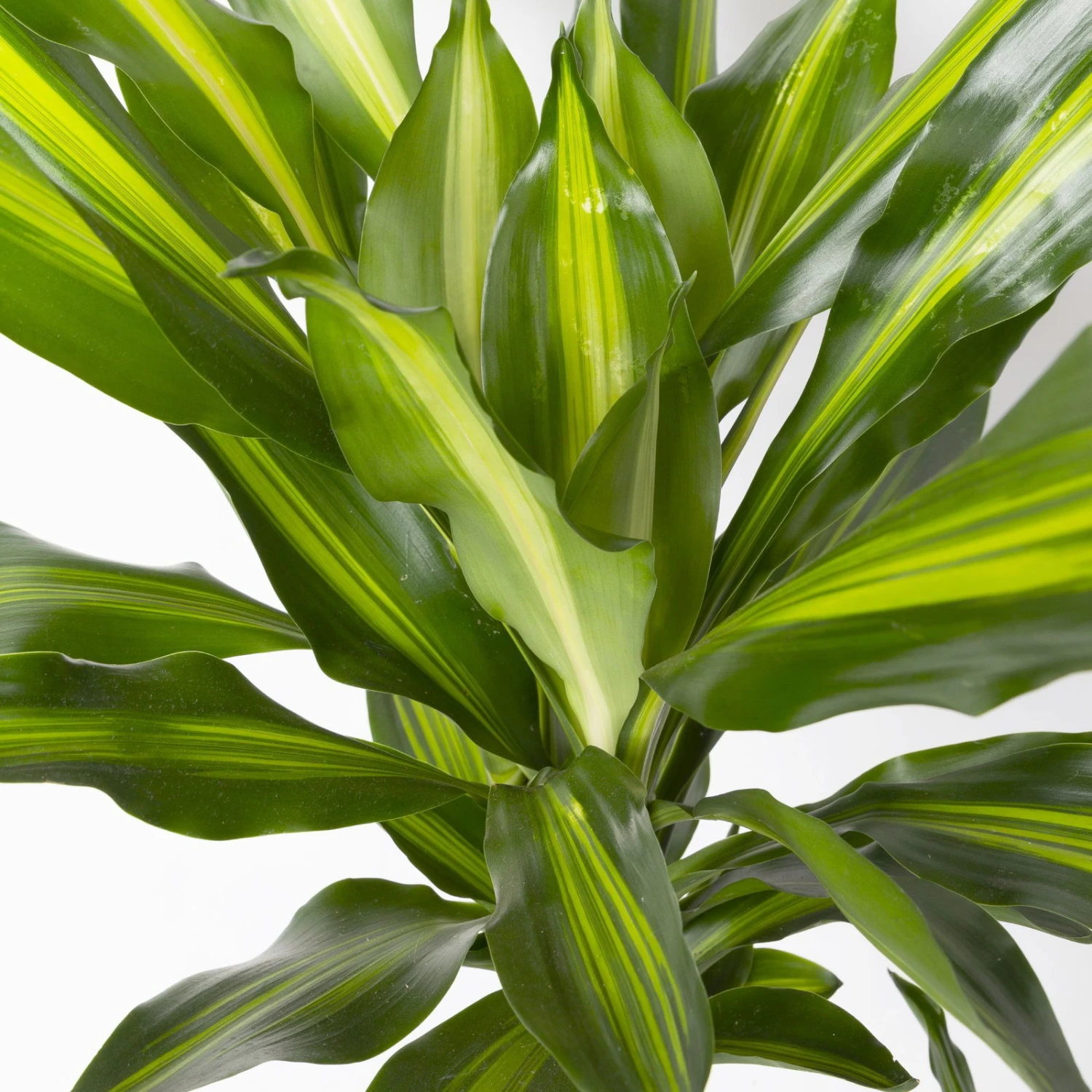 Duftender Drachenbaum 'Cintho', Topf-Ø 24 Cm, Höhe Ca. 150 Cm 4 Duftender Drachenbaum 'Cintho', Topf-Ø 24 Cm, Höhe Ca. 150 Cm – Bild 4