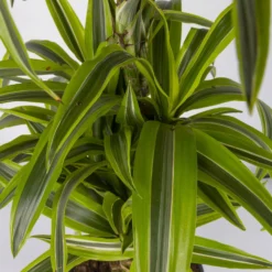 Duftender Drachenbaum 'Lemon Lime', Verzweigt, Topf-Ø 24 Cm, Höhe Ca. 80 Cm -Fiskar Garten Geschaft 0221400010 Dracaena Deremensis Lemon Lime Busch 24cm 4