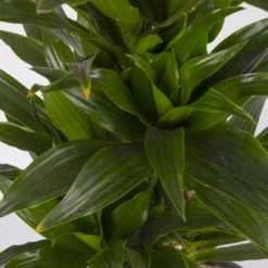 Duftender Drachenbaum 'Compacta', Verzweigt, Topf-Ø 24 Cm, Höhe Ca. 80 Cm 9 Duftender Drachenbaum 'Compacta', Verzweigt, Topf-Ø 24 Cm, Höhe Ca. 80 Cm -Fiskar Garten Geschaft 0221400013 Dracaena Compacta verzweigt KB 24cm 4