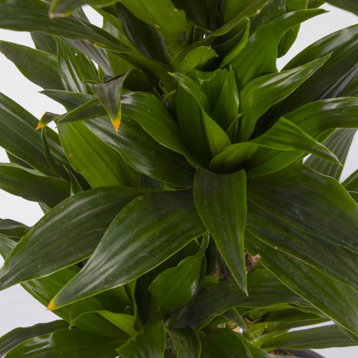 Duftender Drachenbaum 'Compacta', Verzweigt, Topf-Ø 24 Cm, Höhe Ca. 80 Cm 4 Duftender Drachenbaum 'Compacta', Verzweigt, Topf-Ø 24 Cm, Höhe Ca. 80 Cm – Bild 4