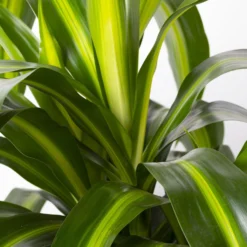 Duftender Drachenbaum 'Hawaiian Sunshine', Topf-Ø 24 Cm, H: Ca. 90 Cm -Fiskar Garten Geschaft 0221400032 Dracaena fragr Hawaiian Sunshine 24cm 4