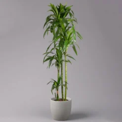 Duftender Drachenbaum 'Janet Craig', Topf-Ø 24 Cm, Höhe Ca. 180 Cm