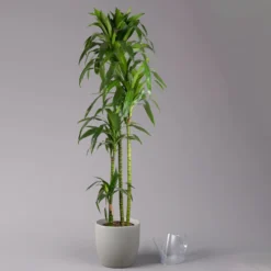 Duftender Drachenbaum 'Janet Craig', Topf-Ø 24 Cm, Höhe Ca. 180 Cm -Fiskar Garten Geschaft 0221500024 Dracaena frag Janet Craig Lisa 27 cm 3