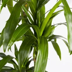 Duftender Drachenbaum 'Janet Craig', Topf-Ø 24 Cm, Höhe Ca. 180 Cm -Fiskar Garten Geschaft 0221500024 Dracaena frag Janet Craig Lisa 27 cm 4