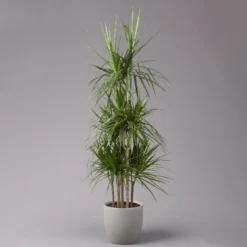 Gerandeter Drachenbaum, Topf-Ø 32 Cm, Höhe Ca. 150 Cm