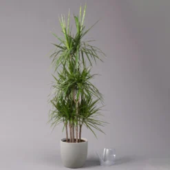 Gerandeter Drachenbaum, Topf-Ø 32 Cm, Höhe Ca. 150 Cm 8 Gerandeter Drachenbaum, Topf-Ø 32 Cm, Höhe Ca. 150 Cm -Fiskar Garten Geschaft 0221500026 Dracaena marginata 90 Carousell 31cm 3