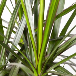 Gerandeter Drachenbaum, Topf-Ø 32 Cm, Höhe Ca. 150 Cm 9 Gerandeter Drachenbaum, Topf-Ø 32 Cm, Höhe Ca. 150 Cm -Fiskar Garten Geschaft 0221500026 Dracaena marginata 90 Carousell 31cm 4