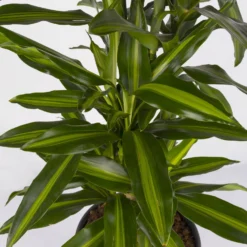 Duftender Drachenbaum 'Cintho', Verzweigt, Topf-Ø 27 Cm, Höhe Ca. 120 Cm -Fiskar Garten Geschaft 0221500060 Dracaena fragr Cintho verzweigt 27cm 4