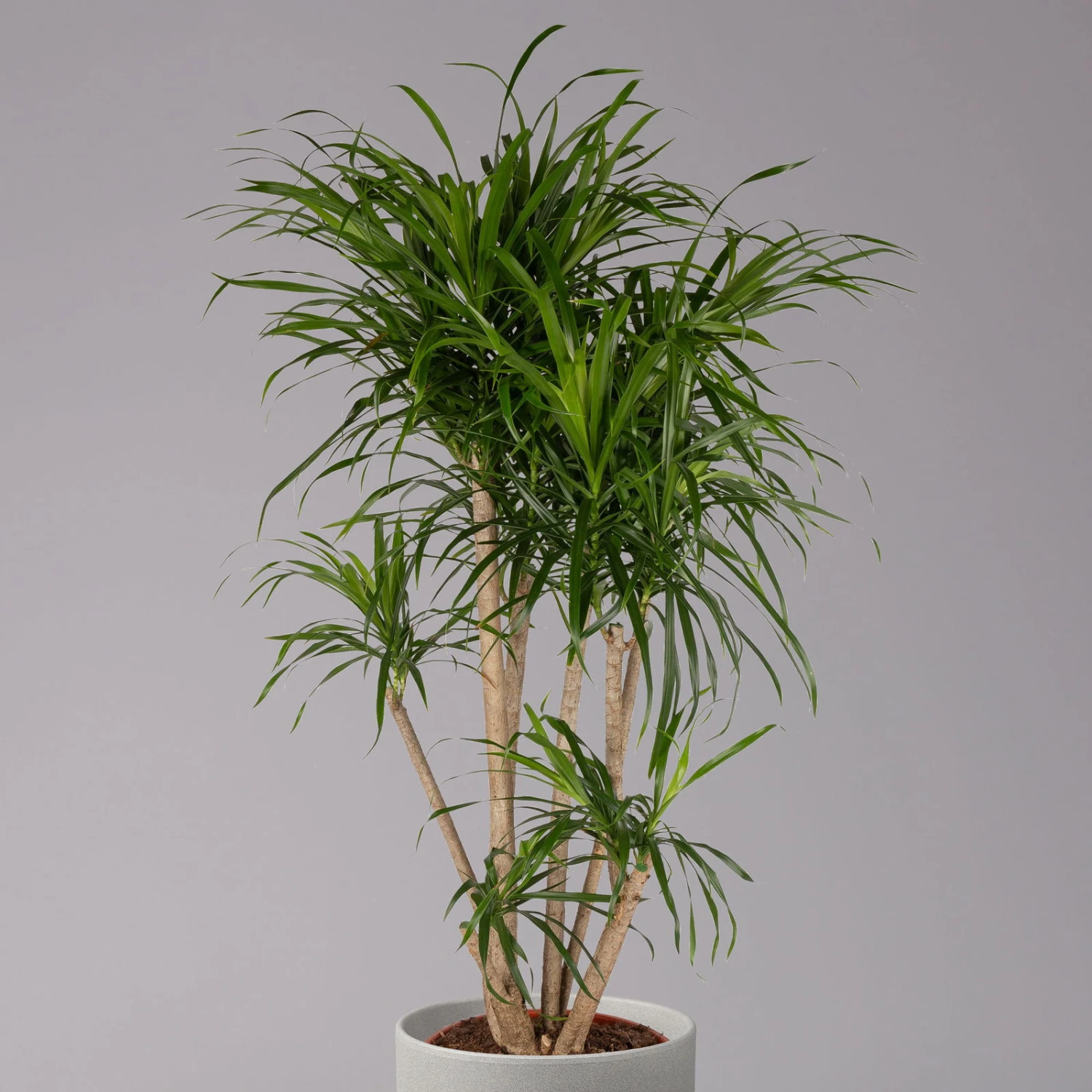 Drachenbaum 'Anita', Verzweigt, Topf-Ø 27 Cm, Höhe Ca. 120 Cm 2 Drachenbaum 'Anita', Verzweigt, Topf-Ø 27 Cm, Höhe Ca. 120 Cm – Bild 2