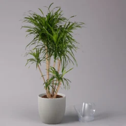 Drachenbaum 'Anita', Verzweigt, Topf-Ø 27 Cm, Höhe Ca. 120 Cm 8 Drachenbaum 'Anita', Verzweigt, Topf-Ø 27 Cm, Höhe Ca. 120 Cm -Fiskar Garten Geschaft 0221500079 Dracaena reflexa Anita verzweigt 27cm 3