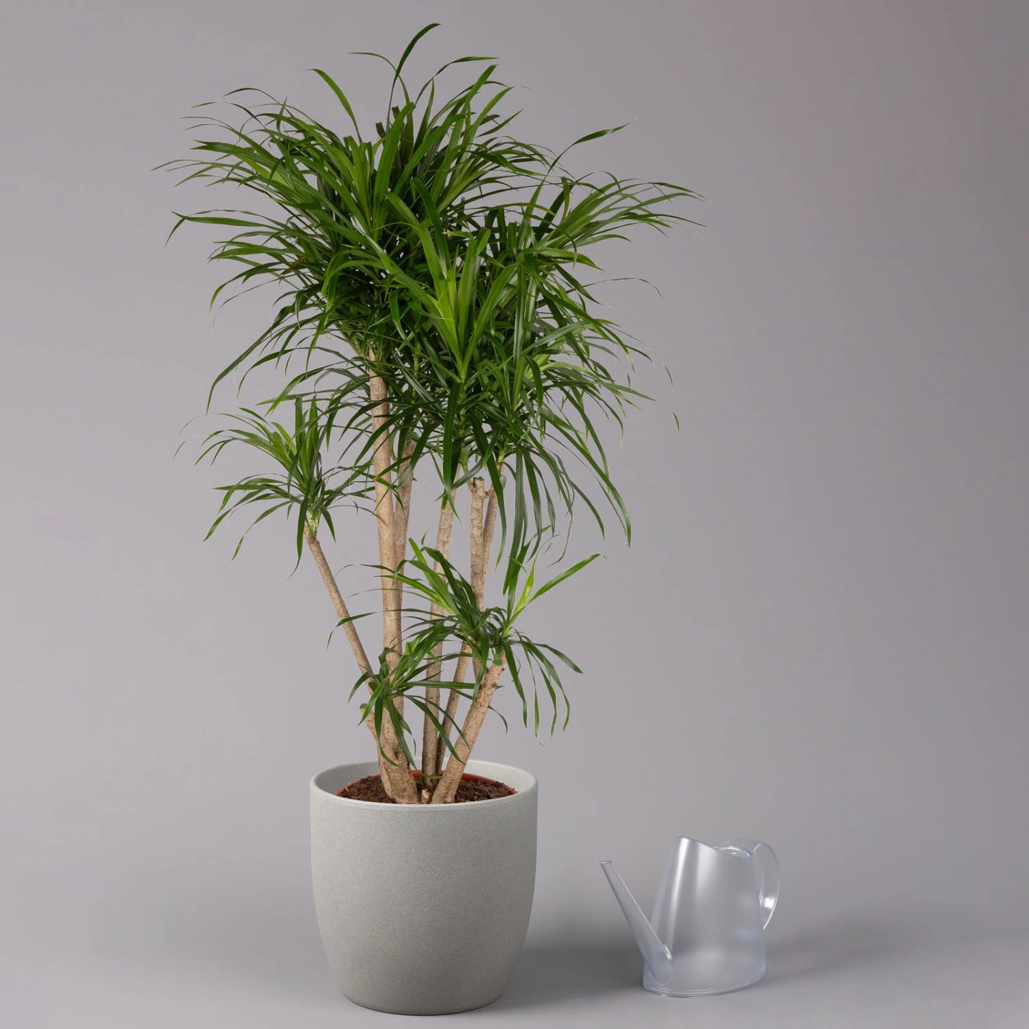 Drachenbaum 'Anita', Verzweigt, Topf-Ø 27 Cm, Höhe Ca. 120 Cm 3 Drachenbaum 'Anita', Verzweigt, Topf-Ø 27 Cm, Höhe Ca. 120 Cm – Bild 3