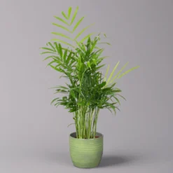 Bergpalme Mit Keramiktopf Bergamo Grün, Topf-Ø 12 Cm, Höhe Ca. 40 Cm