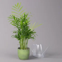 Bergpalme Mit Keramiktopf Bergamo Grün, Topf-Ø 12 Cm, Höhe Ca. 40 Cm -Fiskar Garten Geschaft 0222100038 Chamaedorea eleg in Uebertopf Bergamo gruen 3