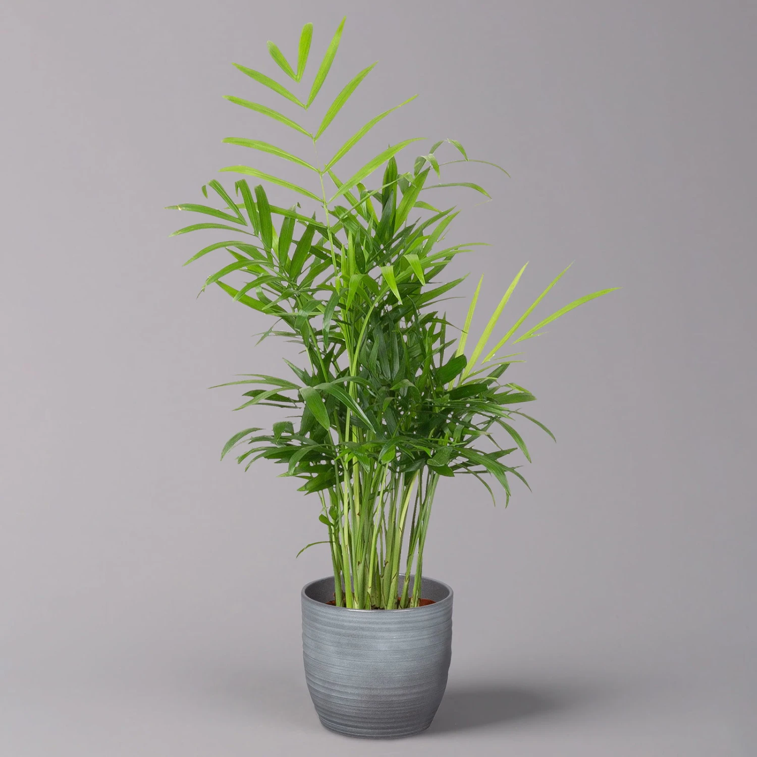 Bergpalme Mit Keramiktopf Bergamo Grau, Topf-Ø 12 Cm, Höhe Ca. 40 Cm 1 Bergpalme Mit Keramiktopf Bergamo Grau, Topf-Ø 12 Cm, Höhe Ca. 40 Cm