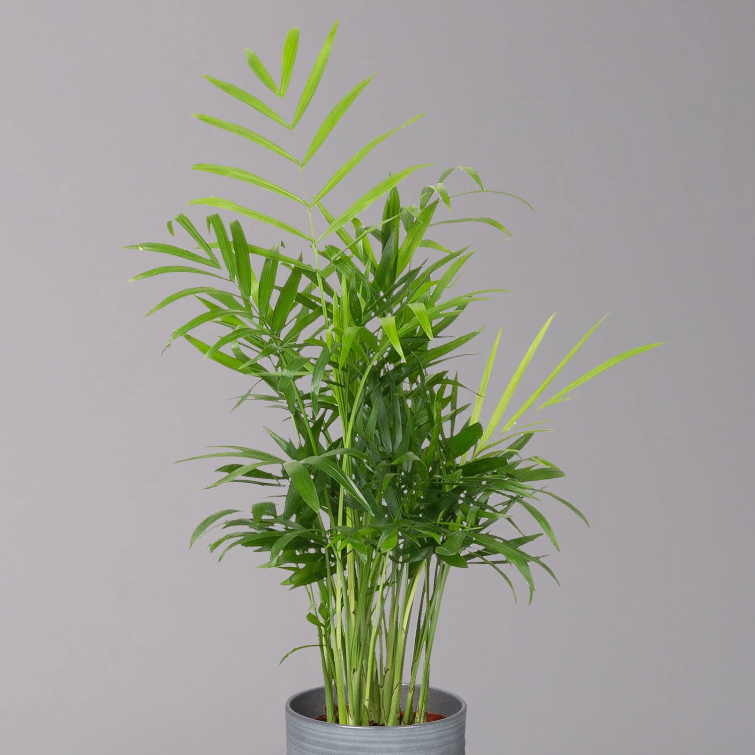 Bergpalme Mit Keramiktopf Bergamo Grau, Topf-Ø 12 Cm, Höhe Ca. 40 Cm 2 Bergpalme Mit Keramiktopf Bergamo Grau, Topf-Ø 12 Cm, Höhe Ca. 40 Cm – Bild 2