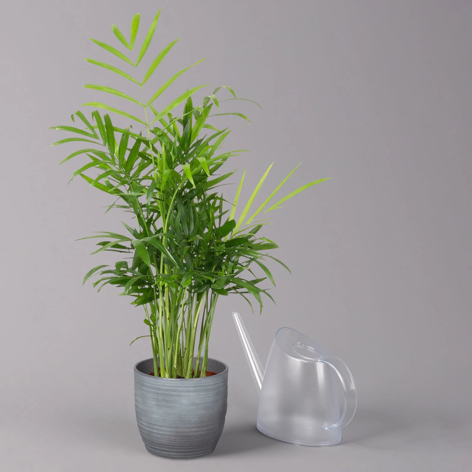 Bergpalme Mit Keramiktopf Bergamo Grau, Topf-Ø 12 Cm, Höhe Ca. 40 Cm 3 Bergpalme Mit Keramiktopf Bergamo Grau, Topf-Ø 12 Cm, Höhe Ca. 40 Cm – Bild 3