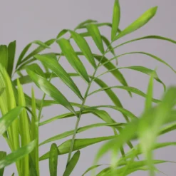 Bergpalme Mit Keramiktopf Bergamo Grau, Topf-Ø 12 Cm, Höhe Ca. 40 Cm 9 Bergpalme Mit Keramiktopf Bergamo Grau, Topf-Ø 12 Cm, Höhe Ca. 40 Cm -Fiskar Garten Geschaft 0222100039 Chamaedorea eleg in Uebertopf Bergamo grau 4