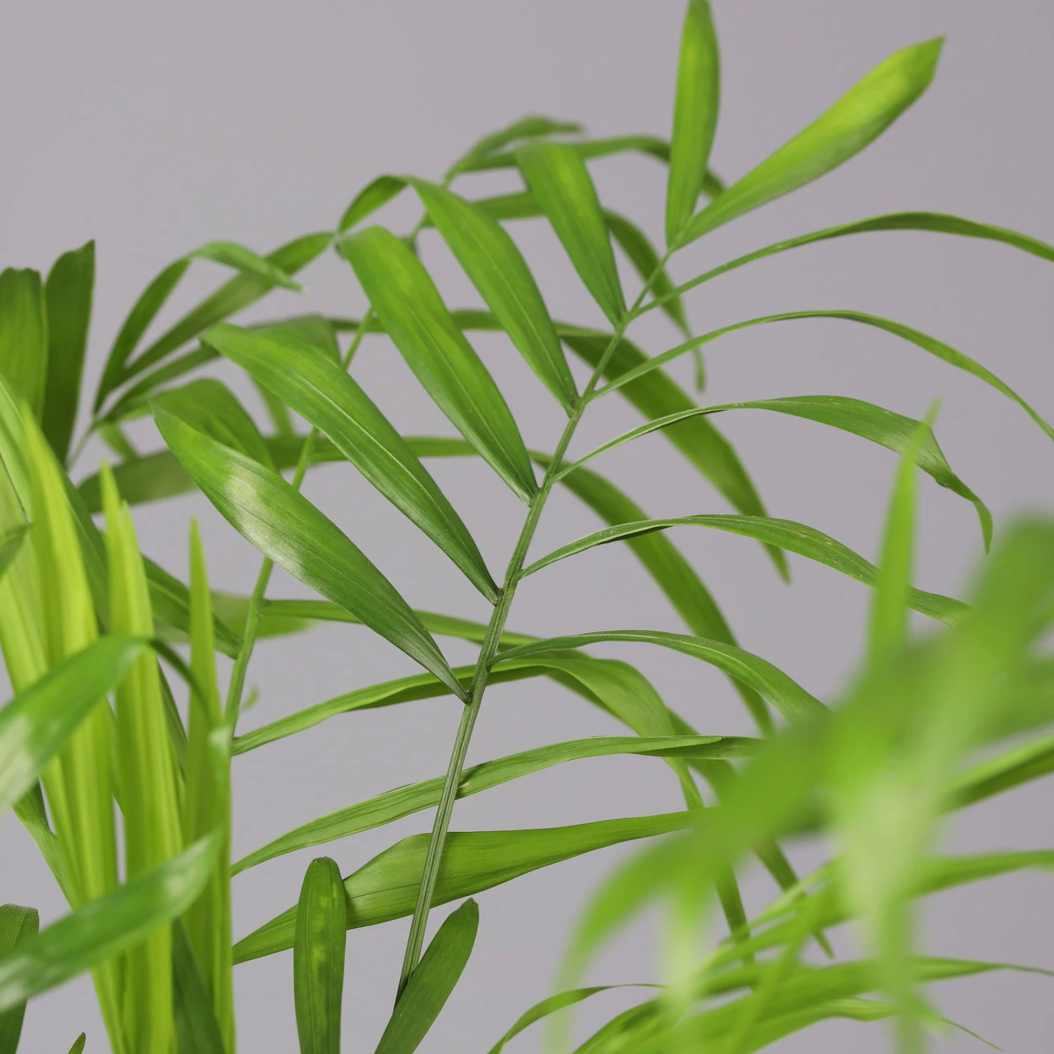 Bergpalme Mit Keramiktopf Bergamo Grau, Topf-Ø 12 Cm, Höhe Ca. 40 Cm 4 Bergpalme Mit Keramiktopf Bergamo Grau, Topf-Ø 12 Cm, Höhe Ca. 40 Cm – Bild 4